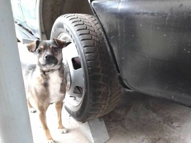 ГАЗ Другая, объемом двигателя 0 л и пробегом 0 тыс. км за 2000 $, фото 8 на Automoto.ua