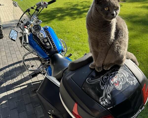 Синий Хонда VT 750C, объемом двигателя 0.75 л и пробегом 12 тыс. км за 6950 $, фото 7 на Automoto.ua