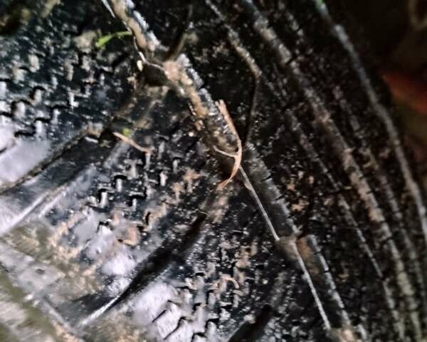 Червоний Івеко Дейлі, об'ємом двигуна 3 л та пробігом 710 тис. км за 7500 $, фото 5 на Automoto.ua