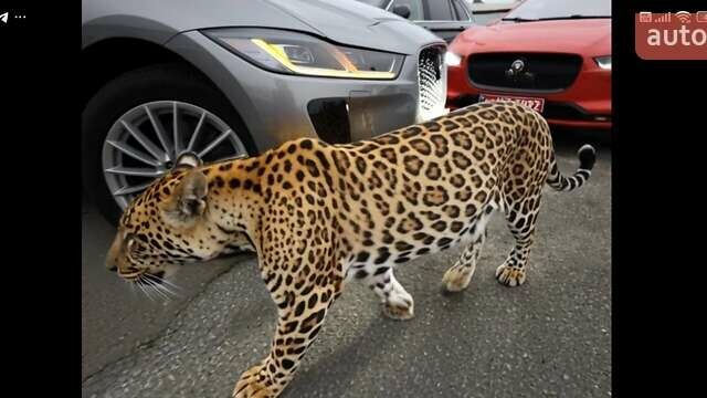 Серый Ягуар I-Pace, объемом двигателя 0 л и пробегом 140 тыс. км за 29999 $, фото 17 на Automoto.ua