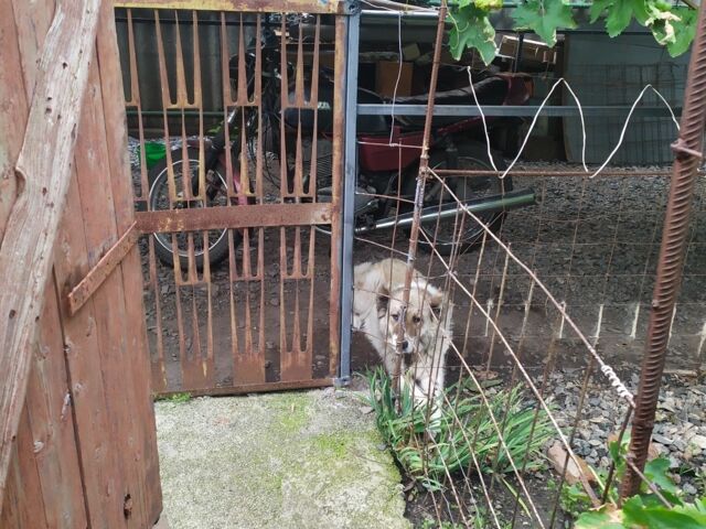 ЯВА Другая, объемом двигателя 0.35 л и пробегом 0 тыс. км за 400 $, фото 4 на Automoto.ua