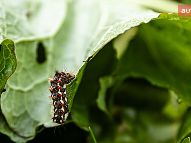 Кавасакі Brute Force  , об'ємом двигуна 0.75 л та пробігом 0 тис. км за 16329 $, фото 37 на Automoto.ua