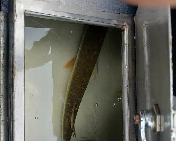 Синий Казанка 5М3, объемом двигателя 90 л и пробегом 0 тыс. км за 10000 $, фото 26 на Automoto.ua