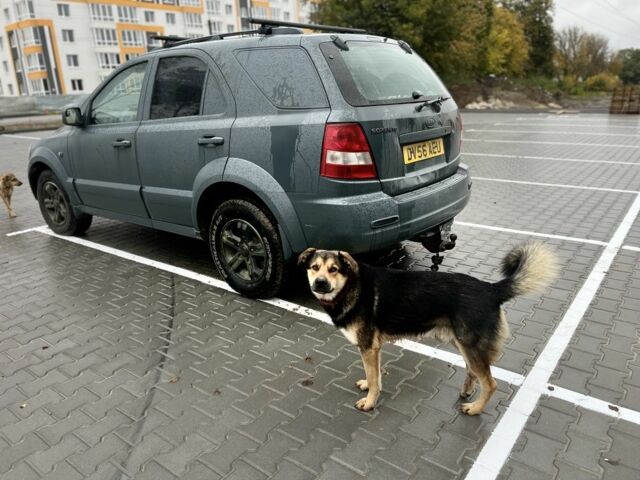 Киа Соренто 2006 в Виннице на Automoto.ua Серый Киа Соренто, объемом двигателя 2.5 л и пробегом 220 тыс. км за 2700 $, фото 9 на Automoto.ua