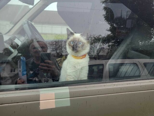 КрАЗ 255Б1, объемом двигателя 14.86 л и пробегом 0 тыс. км за 3154 $, фото 9 на Automoto.ua