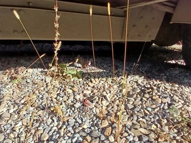 МАН Другая, об'ємом двигуна 0 л та пробігом 0 тис. км за 10000 $, фото 5 на Automoto.ua