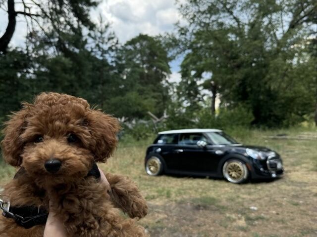 Чорний Міні Cooper S, об'ємом двигуна 2 л та пробігом 70 тис. км за 14999 $, фото 12 на Automoto.ua