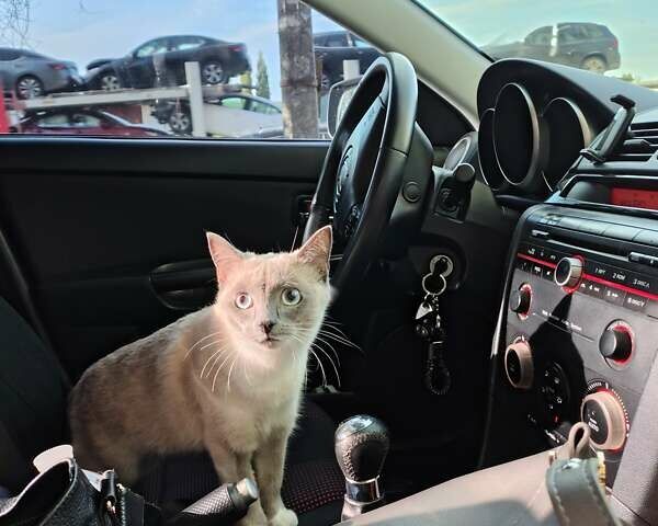 Зелений Мазда 3, об'ємом двигуна 1.6 л та пробігом 292 тис. км за 6000 $, фото 10 на Automoto.ua