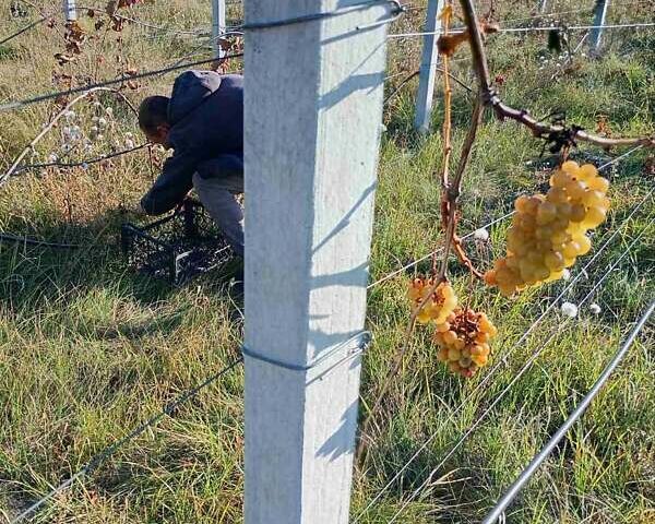 Белый Мерседес Вито, объемом двигателя 2.15 л и пробегом 485 тыс. км за 9400 $, фото 18 на Automoto.ua