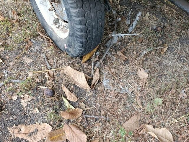 Муравей Муравей, объемом двигателя 0 л и пробегом 0 тыс. км за 285 $, фото 3 на Automoto.ua