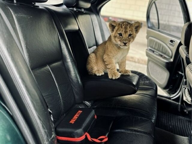 Зеленый Ниссан Максима, объемом двигателя 3 л и пробегом 250 тыс. км за 2200 $, фото 9 на Automoto.ua