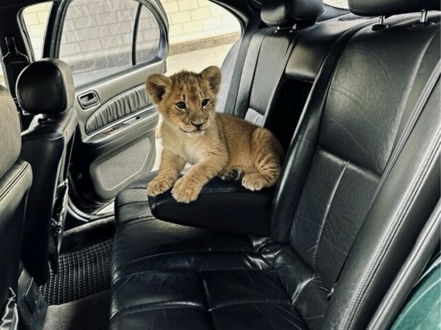 Зеленый Ниссан Максима, объемом двигателя 3 л и пробегом 250 тыс. км за 2200 $, фото 8 на Automoto.ua