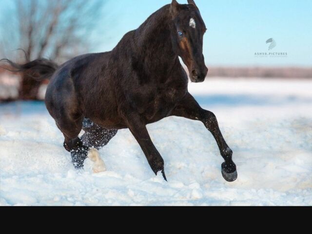 Серый Ниссан Навара, объемом двигателя 2.5 л и пробегом 200 тыс. км за 4000 $, фото 3 на Automoto.ua