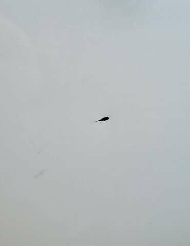 Белый Ниссан Кашкай, объемом двигателя 1.6 л и пробегом 74 тыс. км за 21500 $, фото 7 на Automoto.ua