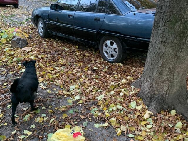 Синій Опель Омега, об'ємом двигуна 2 л та пробігом 400 тис. км за 699 $, фото 2 на Automoto.ua