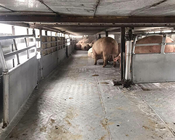 Серый Pezzaioli Zorzi, объемом двигателя 0 л и пробегом 500 тыс. км за 9900 $, фото 14 на Automoto.ua