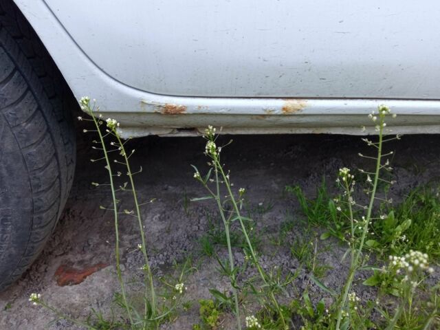 Белый Рено Кенгу, объемом двигателя 1.9 л и пробегом 293 тыс. км за 2800 $, фото 6 на Automoto.ua