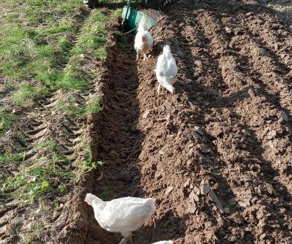 Самодельный Другая, объемом двигателя 0 л и пробегом 500 тыс. км за 1080 $, фото 3 на Automoto.ua