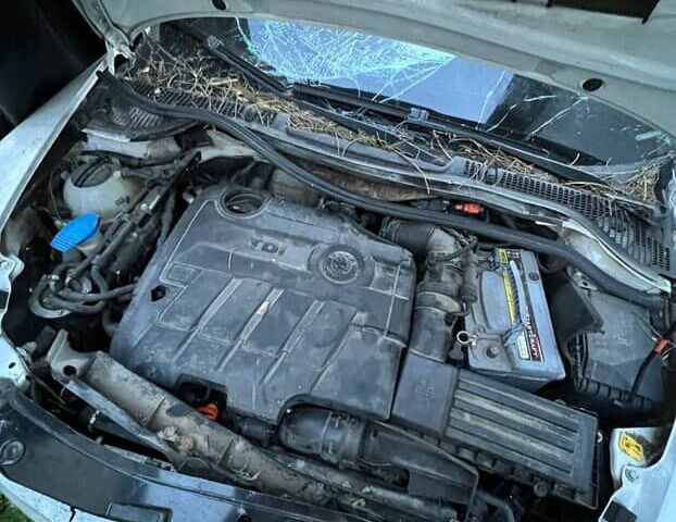 Белый Шкода Октавия, объемом двигателя 2 л и пробегом 280 тыс. км за 2500 $, фото 2 на Automoto.ua