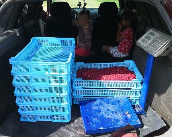 Красный Шкода Октавия, объемом двигателя 1.9 л и пробегом 366 тыс. км за 2499 $, фото 12 на Automoto.ua