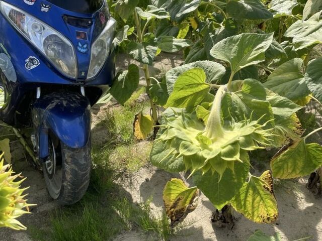 Спарк Інша, об'ємом двигуна 0.17 л та пробігом 0 тис. км за 350 $, фото 1 на Automoto.ua