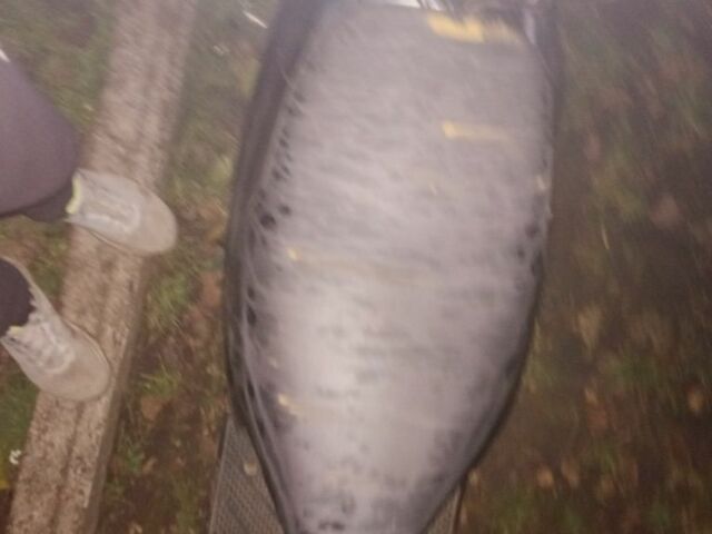 Сузуки Другая, объемом двигателя 65 л и пробегом 0 тыс. км за 57 $, фото 3 на Automoto.ua