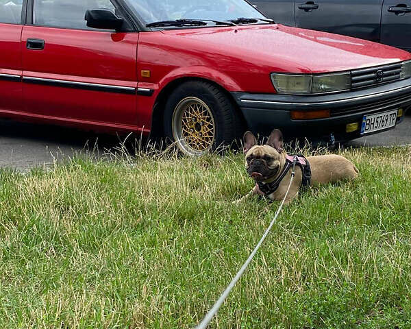 Красный Тойота Королла, объемом двигателя 1.3 л и пробегом 229 тыс. км за 2350 $, фото 8 на Automoto.ua