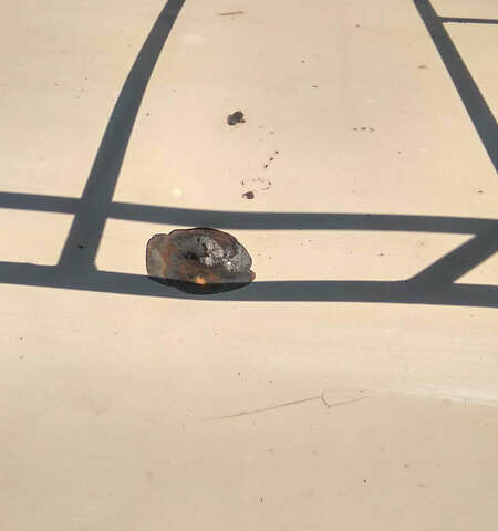 Бежевый ВАЗ 2101, объемом двигателя 1.2 л и пробегом 999 тыс. км за 500 $, фото 6 на Automoto.ua