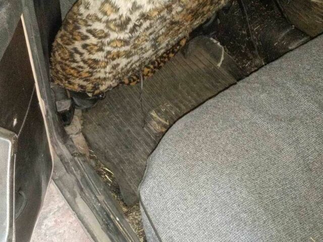 ВАЗ 2106 1988 в Днепре (Днепропетровске) на Automoto.ua Бежевый ВАЗ 2106, объемом двигателя 1.3 л и пробегом 300 тыс. км за 499 $, фото 12 на Automoto.ua