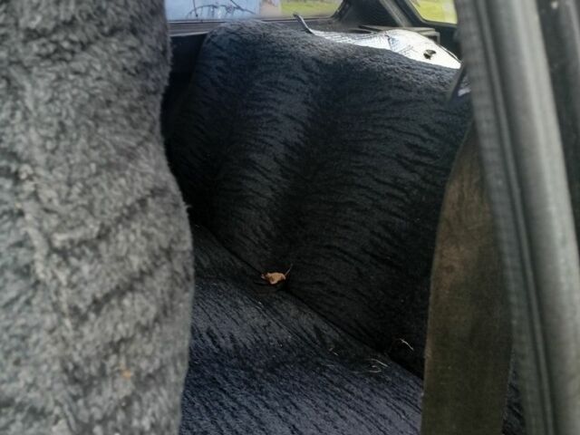 ВАЗ 2108 1985 у Львові на Automoto.ua Чорний ВАЗ 2108, об'ємом двигуна 1.3 л та пробігом 3 тис. км за 263 $, фото 4 на Automoto.ua