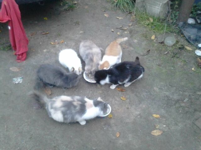 Белый ВАЗ 2109, объемом двигателя 1.5 л и пробегом 200 тыс. км за 500 $, фото 22 на Automoto.ua