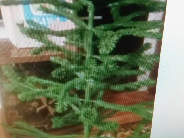 Вайпер Інша, об'ємом двигуна 80 л та пробігом 0 тис. км за 61 $, фото 5 на Automoto.ua