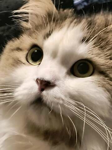 Черный Фольксваген Пассат, объемом двигателя 1.4 л и пробегом 180 тыс. км за 7700 $, фото 14 на Automoto.ua