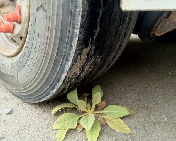 Виелтон НВ, объемом двигателя 0 л и пробегом 1 тыс. км за 16500 $, фото 15 на Automoto.ua