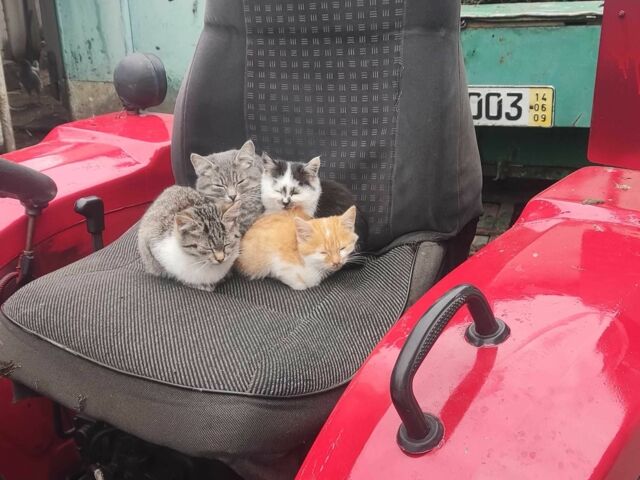 Красный Cингтаи XT 244, объемом двигателя 1.5 л и пробегом 40 тыс. км за 5000 $, фото 1 на Automoto.ua