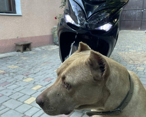 Ямаха Majesty 400, объемом двигателя 0.4 л и пробегом 43 тыс. км за 3000 $, фото 1 на Automoto.ua