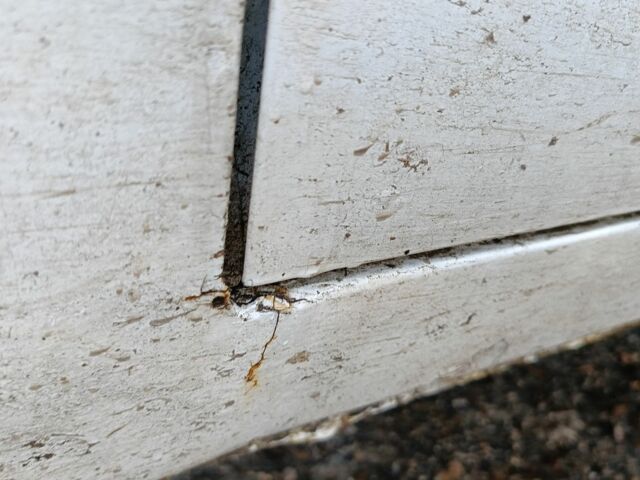 Белый ЗАЗ Таврия, объемом двигателя 1.2 л и пробегом 169 тыс. км за 591 $, фото 10 на Automoto.ua