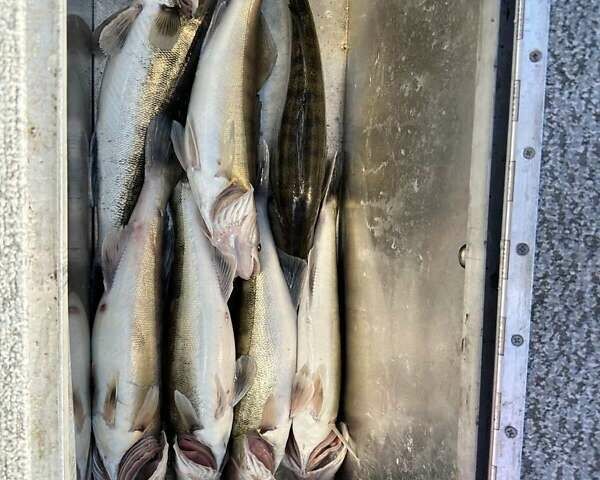 FurSeal 535, об'ємом двигуна 0 л та пробігом 0 тис. км за 23000 $, фото 17 на Automoto.ua