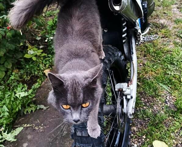 Белый Kovi 250 Pro2T, объемом двигателя 0 л и пробегом 20 тыс. км за 2150 $, фото 6 на Automoto.ua