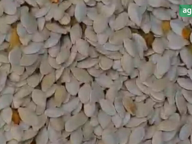 Moty KE 3000, объемом двигателя 0 л и пробегом 0 тыс. км за 36719 $, фото 3 на Automoto.ua