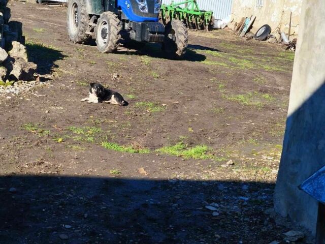 SOLIS Другая, объемом двигателя 0 л и пробегом 0 тыс. км за 21000 $, фото 4 на Automoto.ua