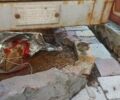 Сірий прицеп Автоприцеп, об'ємом двигуна 0 л та пробігом 100 тис. км за 800 $, фото 2 на Automoto.ua