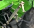 Shifeng Другая, объемом двигателя 0 л и пробегом 0 тыс. км за 4300 $, фото 5 на Automoto.ua