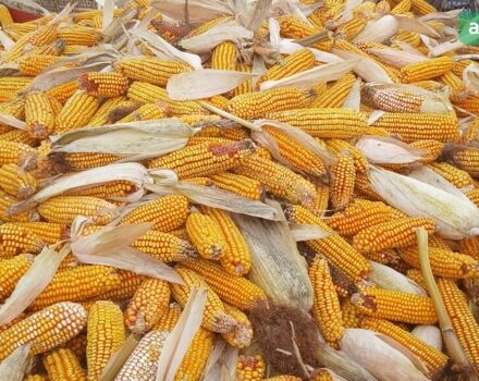 SIP Tornado 80, объемом двигателя 0 л и пробегом 0 тыс. км за 9300 $, фото 2 на Automoto.ua