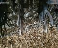 Yetter 3541, объемом двигателя 0 л и пробегом 0 тыс. км за 22836 $, фото 7 на Automoto.ua